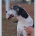 Veterinária diz ter achado 'chumbinho' em vômito de cachorra que morreu em Franca